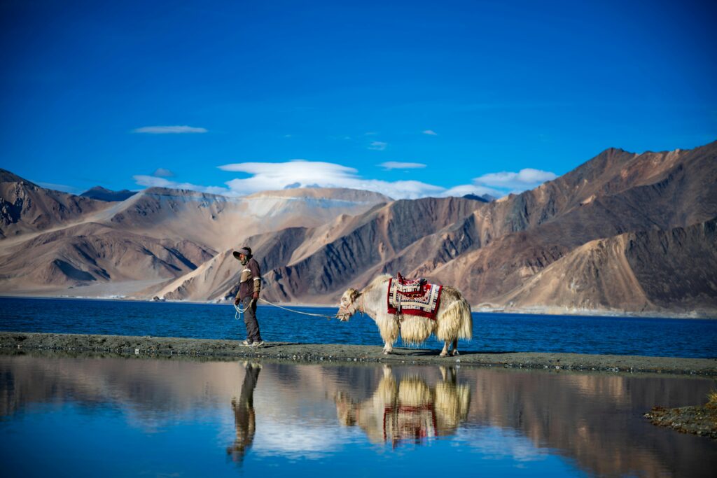 YAK, MAN AND THE LAKE